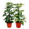 Strahlenaralie Duo - Schefflera - Blanc-vert Feuillu - Pot De 12cm - 2 Plantes 2 Strahlenaralie Duo - Schefflera - Blanc-vert Feuillu - Pot De 12cm - 2 Plantes -Einhell Boutique c603981aa92cbd46