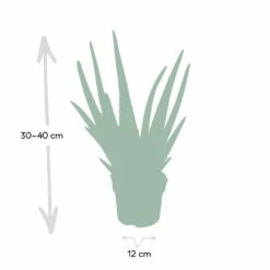 Aloe Vera - H30cm, ø12cm - Plante D'intérieur Succulente -Einhell Boutique c62c5fdd3bcbbb2c