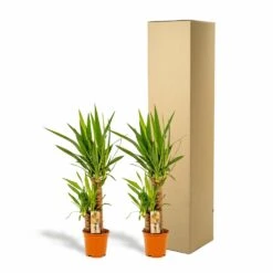 Yucca X2 - H90cm, ø17cm - Grandes Plantes D'intérieur -Einhell Boutique c6d5abe3bceca92c