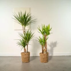Yucca, Dracaena, Duo De Plantes - Grandes Plantes D'intérieur -Einhell Boutique c9175eba98371c9e