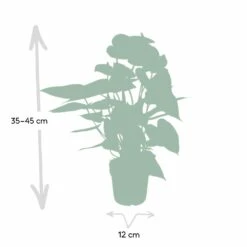 Anthurium Rouge - H40cm, ø12cm - Plante D'intérieur 10 Anthurium Rouge - H40cm, ø12cm - Plante D'intérieur -Einhell Boutique c9996e5be3d5689d