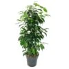 Ficus Benjamini "danielle" En Pot De 17cm -Einhell Boutique ca647f3c3689898e