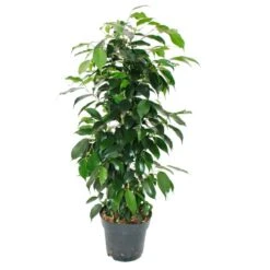 Ficus Benjamini "danielle" En Pot De 17cm