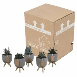 Gasteria, Haworthia Et Leurs Caches-pots, Box De 5 Plantes - H11cm, ø6,5cm - Plantes D'intérieur -Einhell Boutique ca78553d44d0f269