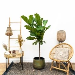 Ficus Lyrata Xl - H150cm, ø30cm - Très Grande Plante D'intérieur -Einhell Boutique cbf3a6952e7e701c