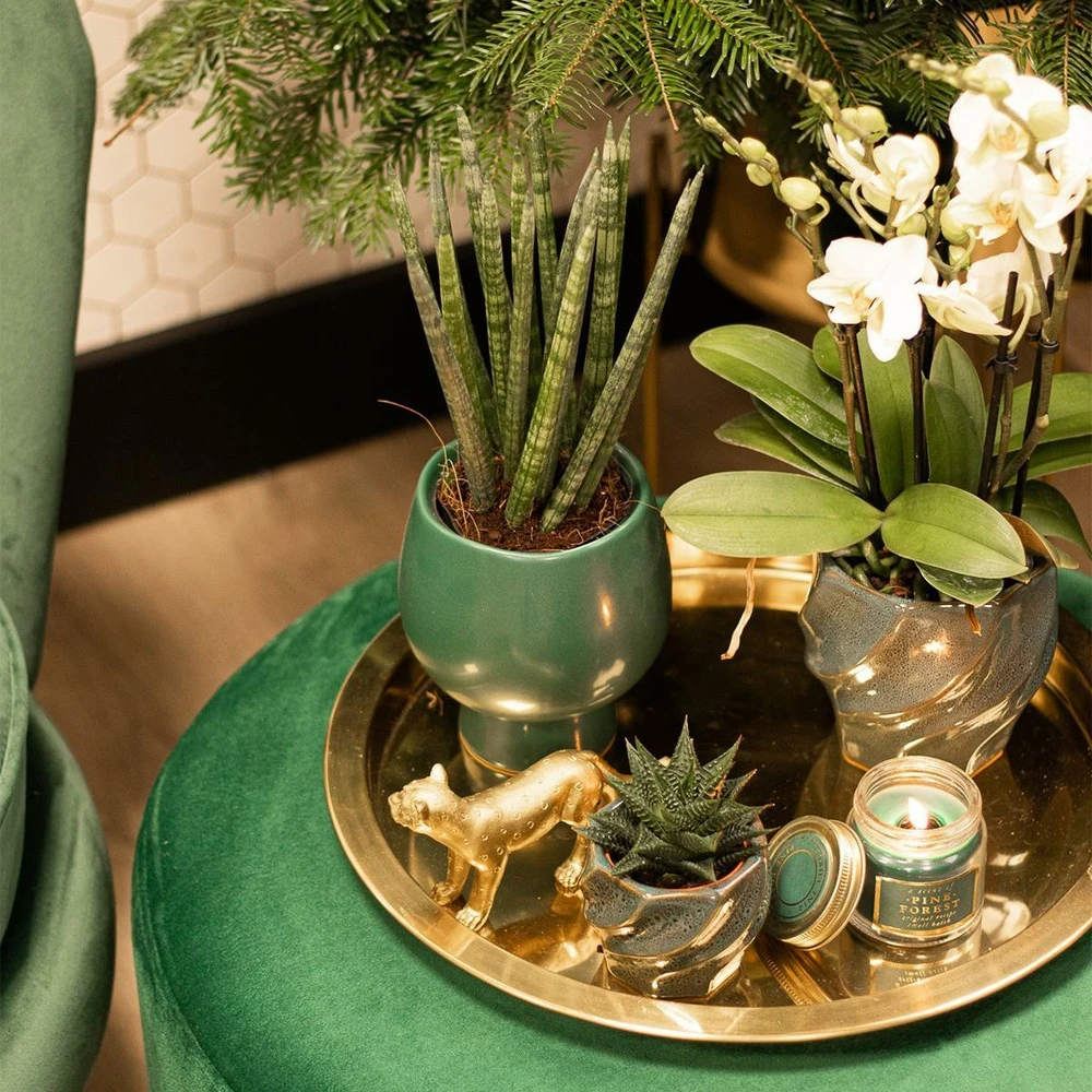 Haworthia Limifolia - ø6cm - H11cm, ø6cm - Plante D'intérieur 4 Haworthia Limifolia - ø6cm - H11cm, ø6cm - Plante D'intérieur – Image 2