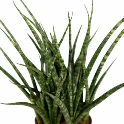 Sansevieria Fernwood Punk - H30cm, ø12cm - Plante D'intérieur Sans Entretien -Einhell Boutique cda90238b05458e8