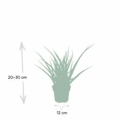 Sansevieria Fernwood Punk - H30cm, ø12cm - Plante D'intérieur Sans Entretien -Einhell Boutique ce253637df77bdc2