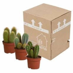 Cactus, Box De 3 Plantes - H15cm, ø10,5cm - Plantes D'intérieur -Einhell Boutique d459fa507b1fa377