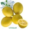 Limequat Bio Tailles:pot De 3 Litres, Hauteur 30/40 Cm