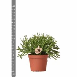 Rhipsalis Baccifera - H10cm, ø6cm - Plante D'intérieur -Einhell Boutique d8a9a5d59c839e84