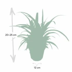 Chlorophytum - H25cm, ø12cm - Plante D'intérieur -Einhell Boutique d954fc84ca9bd2b7