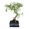 Bonsaï - H20cm, ø15cm - Plante D'intérieur 2 Bonsaï - H20cm, ø15cm - Plante D'intérieur -Einhell Boutique dabdddb393c6dd6b