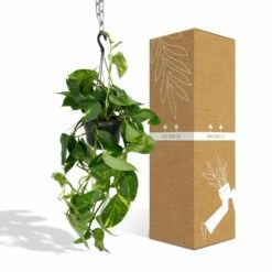 Epipremnum Aureum Scindapsus - H25cm, ø15cm - Plante D'intérieur Tombante -Einhell Boutique db9b20f124efbe7d