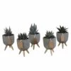 Gasteria, Haworthia Et Leurs Caches-pots, Box De 5 Plantes - H11cm, ø6,5cm - Plantes D'intérieur 1 Gasteria, Haworthia Et Leurs Caches-pots, Box De 5 Plantes - H11cm, ø6,5cm - Plantes D'intérieur -Einhell Boutique dd216f3ba7821b68