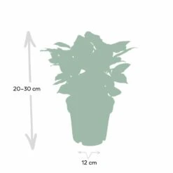 Caféier Arabica - H25cm, ø12cm - Plante D'intérieur -Einhell Boutique de1e349031d3e3ff