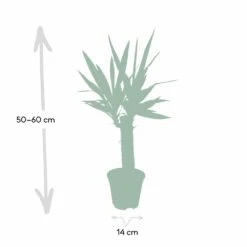 Yucca - H40cm, ø14cm - Plante D'intérieur 10 Yucca - H40cm, ø14cm - Plante D'intérieur -Einhell Boutique dfb4e1d60cd870d4