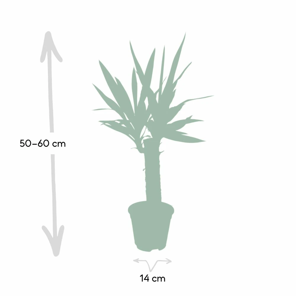 Yucca - H40cm, ø14cm - Plante D'intérieur 6 Yucca - H40cm, ø14cm - Plante D'intérieur – Image 4