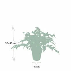 Monstera Minima - H25cm, ø15cm - Plante D'intérieur -Einhell Boutique e0cdad191f93fb5b