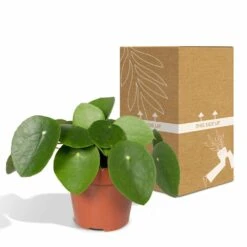 Pilea Peperomiodes - H20cm, ø12cm - Plante D'intérieur -Einhell Boutique e3261d67a7583edf