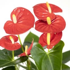 Anthurium Rouge - H40cm, ø12cm - Plante D'intérieur 9 Anthurium Rouge - H40cm, ø12cm - Plante D'intérieur -Einhell Boutique e3860a8fe5bc4c77