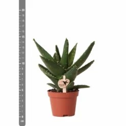 Aloe Brevifolia - H14cm, ø6cm - Plante D'intérieur Facile D'entretien -Einhell Boutique e4866a2fa84e2daf