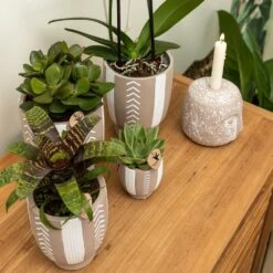 Echeveria Miranda - H13cm, ø9cm - Plante D'intérieur -Einhell Boutique e48b09644112b9bd