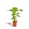 Alocasia Portodora - H80cm, ø21cm - Grande Plante D'intérieur -Einhell Boutique e8da0487a2fffaf9