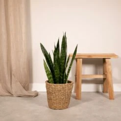 Sansevieria Zeylanica - H65cm, ø17cm - Plante D'intérieur Sans Entretien -Einhell Boutique e9518cf0e0885d55