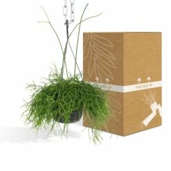 Rhipsalis Baccifera - H30cm, ø12cm - Plante D'intérieur Tombante -Einhell Boutique e978edd2f51248df