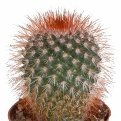 Cactus, Box De 5 Plantes - H8cm, ø5,5cm - Plantes D'intérieur -Einhell Boutique eabf162e297f7ccf