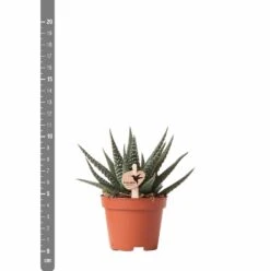 Haworthia - H11cm, ø6cm - Plante D'intérieur -Einhell Boutique eb6d65895f5d6334