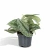 Pothos Scindapsus Pictus Epipremnum - H15cm, ø12cm - Plante D'intérieur Tombante -Einhell Boutique ee5670c5e93d6a40