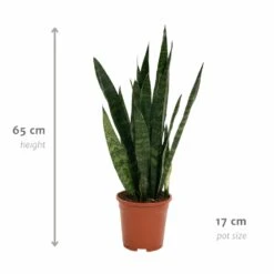 Sansevieria Zeylanica - H65cm, ø17cm - Plante D'intérieur Sans Entretien -Einhell Boutique efa5332a63f220c6
