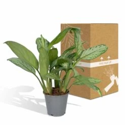 Aglaonema Christina - H30cm, ø12cm - Plante D'intérieur -Einhell Boutique f0caf2476ad693a9