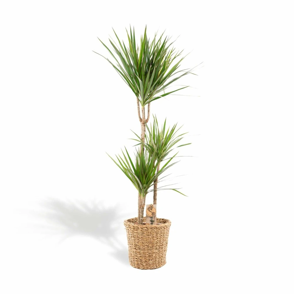 Dracaena Et Son Panier Naturel - H120cm, ø21cm - Très Grande Plante D'intérieur 3 Dracaena Et Son Panier Naturel - H120cm, ø21cm - Très Grande Plante D'intérieur