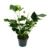 Flamant Flamant Blanc, Anthurium Anderanum, Pot De 17cm -Einhell Boutique f35ea9b05bee7344