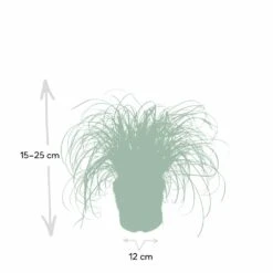 Herbe à Chat - H20cm, ø12cm - Plante D'intérieur -Einhell Boutique f3d68845697a0a0e