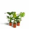 Monstera Deliciosa, Bananier Musa, Strelitzia Nicolai - Grandes Plantes D'intérieur -Einhell Boutique f4cb8fd271aa8fae