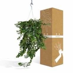 Hedera Lierra Tombant - H70cm, ø24cm - Plante D'intérieur Tombante 10 Hedera Lierra Tombant - H70cm, ø24cm - Plante D'intérieur Tombante -Einhell Boutique f5c34e27a4d6c122