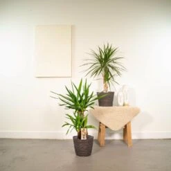 Yucca, Dracaena, Duo De Plantes - Plantes D'intérieur -Einhell Boutique f5f39dbae7d6dcd0