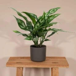 Aglaonema Maria - H30cm, ø12cm - Plante D'intérieur 8 Aglaonema Maria - H30cm, ø12cm - Plante D'intérieur -Einhell Boutique f6e6e4505043765c