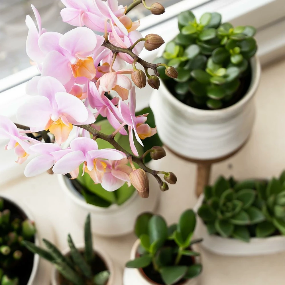 Crassula - H11cm, ø6cm - Plante D'intérieur 6 Crassula - H11cm, ø6cm - Plante D'intérieur – Image 4