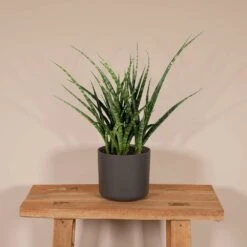 Sansevieria Fernwood Punk - H30cm, ø12cm - Plante D'intérieur Sans Entretien -Einhell Boutique f98185fbae804a96