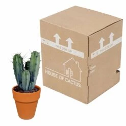 Myrtillocactus Et Son Cache-pot En Terracotta - H40cm, ø17cm - Plante D'intérieur -Einhell Boutique f9dc4db908057f89