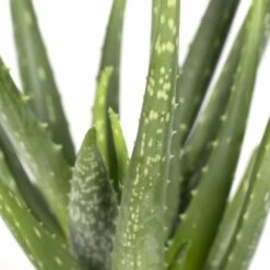 Aloe Vera - H30cm, ø12cm - Plante D'intérieur Succulente -Einhell Boutique fa69020b35583d86