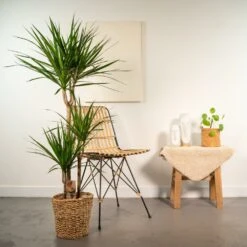 Dracaena Et Son Panier Naturel - H120cm, ø21cm - Très Grande Plante D'intérieur 8 Dracaena Et Son Panier Naturel - H120cm, ø21cm - Très Grande Plante D'intérieur -Einhell Boutique fe6f28c947c6d80e