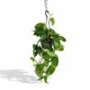 Epipremnum Aureum Scindapsus - H25cm, ø15cm - Plante D'intérieur Tombante 1 Epipremnum Aureum Scindapsus - H25cm, ø15cm - Plante D'intérieur Tombante -Einhell Boutique fef830d6c5060660