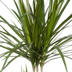Dracaena Marginata - H70cm, ø17cm - Grande Plante D'intérieur -Einhell Boutique ff91d63cf255b5d5