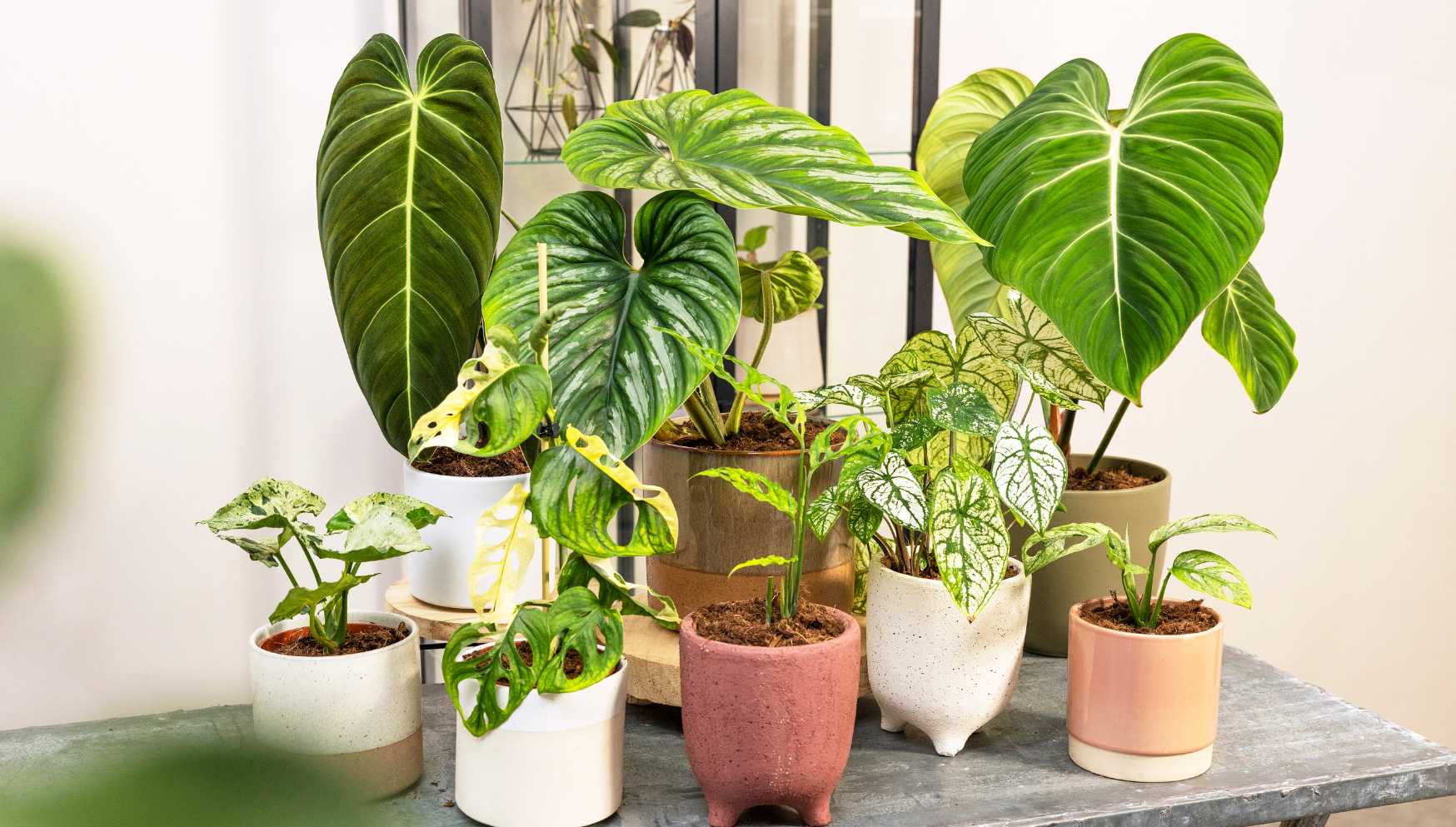 Einhell Boutique -Einhell Boutique 10eca3fab9f55e5241b0358e07adcaa3